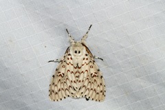 Lymantria nephrographa