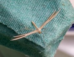 Pterophorus innotatalis