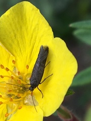 Neofaculta infernella