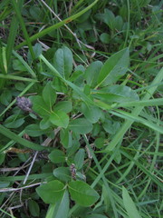 Salix myrtillifolia