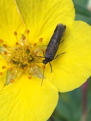 Neofaculta infernella