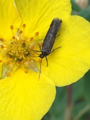 Neofaculta infernella