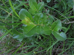 Salix myrtillifolia