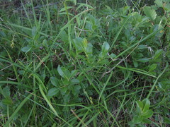Salix myrtillifolia
