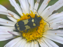 Astylus sexmaculatus