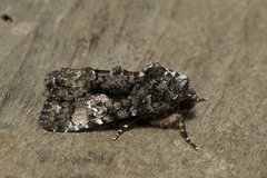 Aedia leucomelas