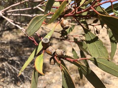 Eucalyptus incrassata