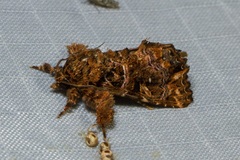 Callopistria rivularis