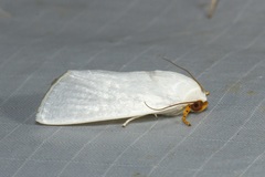 Chasmina candida