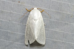 Chasmina candida