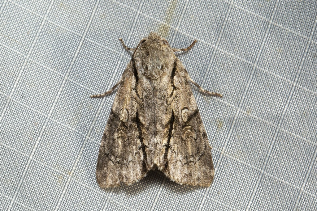 Fascionycta fasciata from Mount Glorious, QLD on February 17, 2021 at