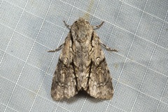 Turnerinycta phaeocosma