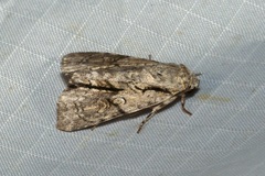 Turnerinycta phaeocosma