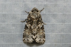 Turnerinycta phaeocosma