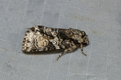 Turnerinycta phaeocosma