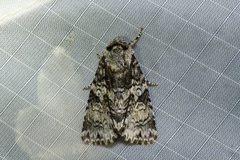 Turnerinycta phaeocosma