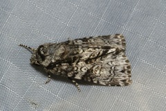 Turnerinycta phaeocosma