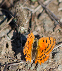 Lycaena ottomanus