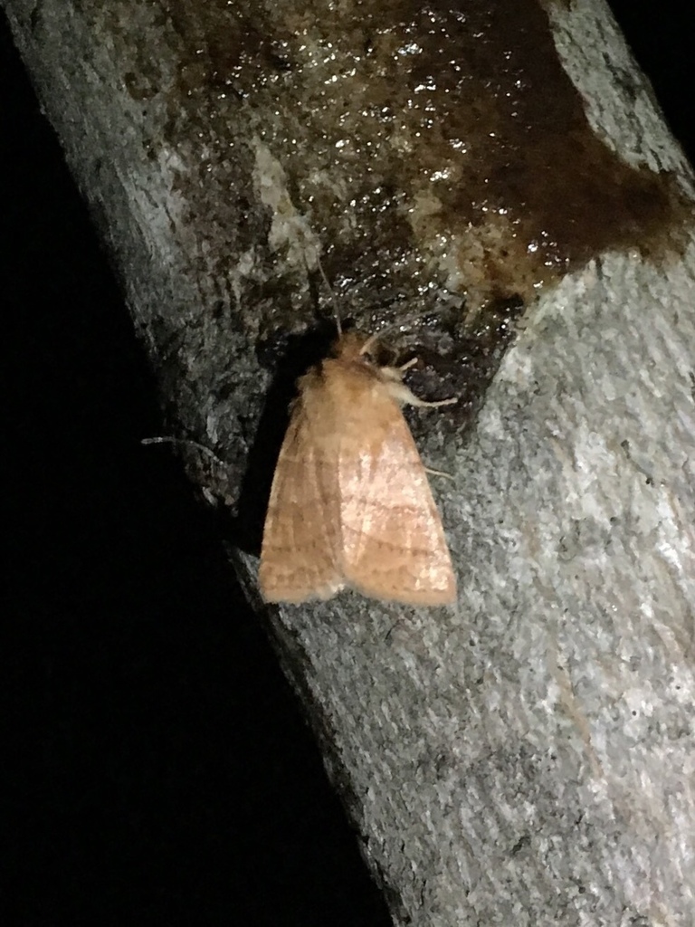 Pettit's Sallow
