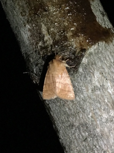 Pettit's Sallow