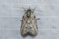 Nycteola polycyma