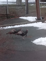Meleagris gallopavo