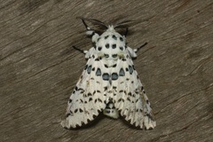 Kamalia australis