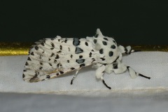 Kamalia australis