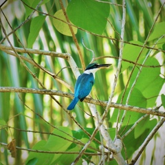 Todiramphus chloris collaris