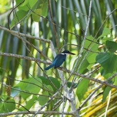 Todiramphus chloris collaris