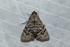 Enchesphora streptomela