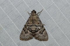 Enchesphora streptomela