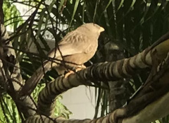 Argya affinis taprobanus