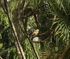Argya affinis taprobanus