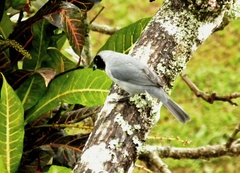 Schistochlamys melanopis