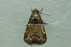 Orthaga atribasalis