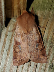 Orthosia rubescens