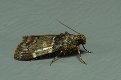 Orthaga atribasalis