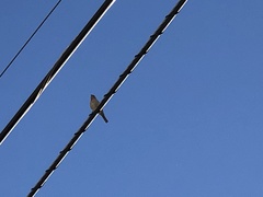 Haemorhous mexicanus