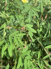 Indigofera holubii