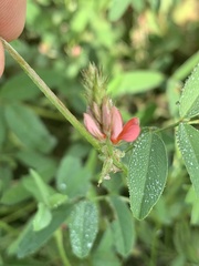 Indigofera holubii