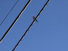 Haemorhous mexicanus