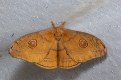 Opodiphthera rhythmica