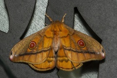 Opodiphthera rhythmica