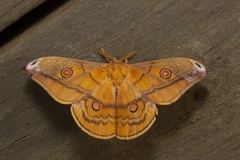 Opodiphthera rhythmica
