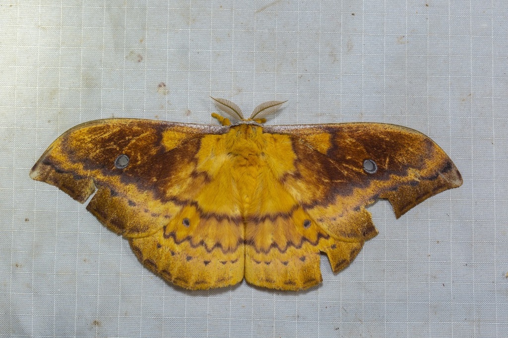 Syntherata