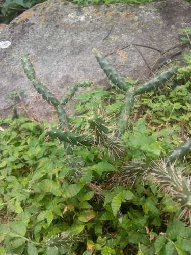 Opuntia pubescens image