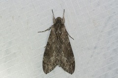 Agrius godarti