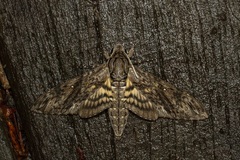 Agrius godarti