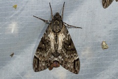 Psilogramma menephron